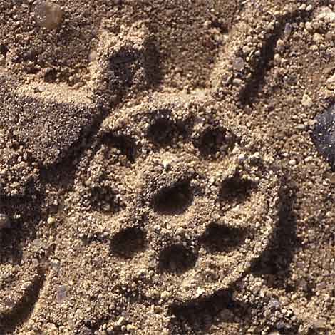 Abdruck im Sand vor der Cheopspyramide